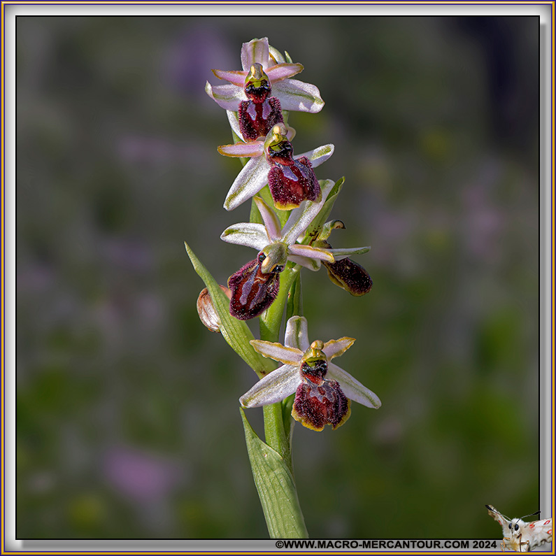 Ophrys Arachnitiformis